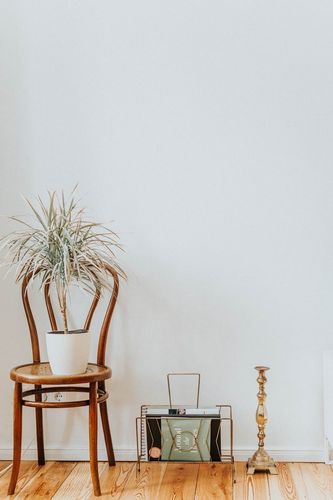 DRACENA BICOLOR 125cm na Arena.pl