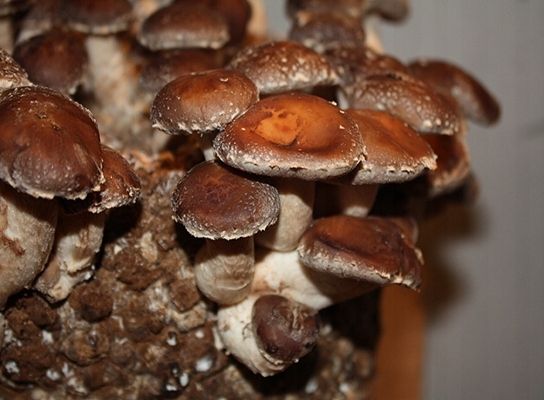 Shiitake zestaw do uprawy grzybów zdjęcie 2