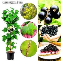 Czarna Porzeczka Titania duże owoce KRZEW 40-60 cm