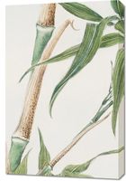 Obraz 60x90cm Bamboo, Morikaga Japoński Vintage do Salonu