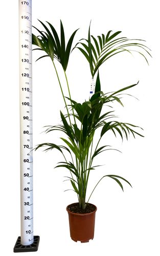 PALMA KENTIA (Kencja, Howea) 160 cm na Arena.pl