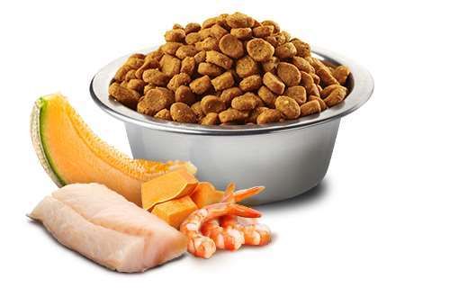 N&D Ocean Kitten cod,shrimp,pumpkin&cantalup 300gr na Arena.pl