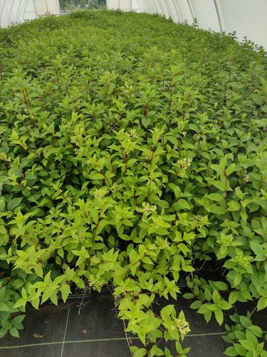 Hortensja Bukietowa BOMBSHELL 20-40cm Klejnot Ogrodu na Arena.pl