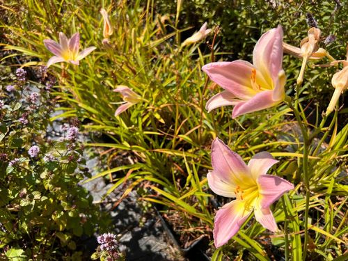 Liliowiec 'Hall's Pink' (Hemerocallis) P13 na Arena.pl