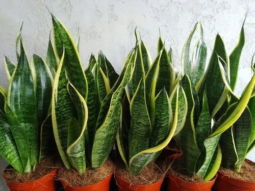 Sansevieria "Futura Superba" Promo na Arena.pl