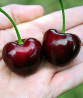 Mikoryza CZEREŚNIE I WIŚNIE Mycelium