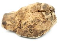 Gryzak z korzenia drzewa wrzosowego - naturalna zabawka dla psa Rozmiar XL