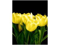 40X50CM ŻÓŁTE TULIPANY- MARK FREETH OBRAZ