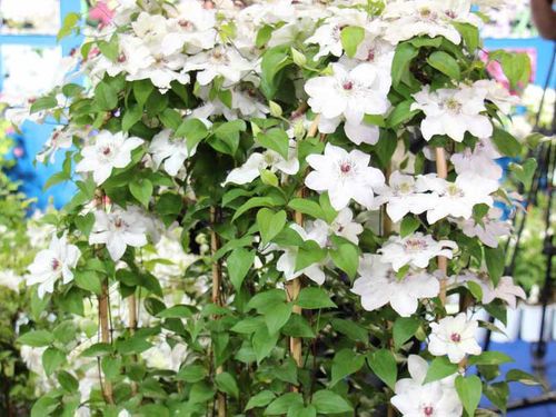 Powojnik Clematis Maria Kaczyńska C2 E na Arena.pl