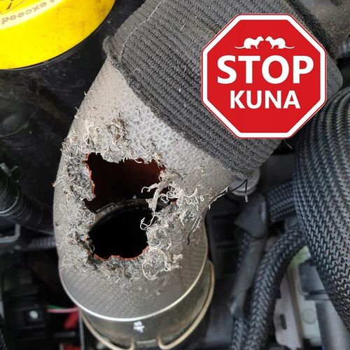 ODSTRASZACZ KUN SKUTECZNY NA ALLEGRO ŚRODEK NA KUNY DO SAMOCHODU na Arena.pl