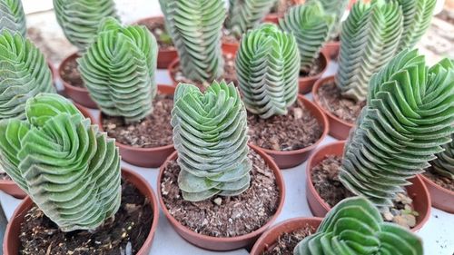 Crassula 'Buddha's Temple' Sukulent GRUBOSZ na Arena.pl
