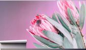 Fototapeta KWITNĄCY KWIAT PROTEA TULIPAN STYLOWY