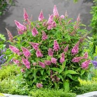 Budleja BUTTERFLY CANDY Little Pink Różowa Kompaktowa Do pojemników Balkon