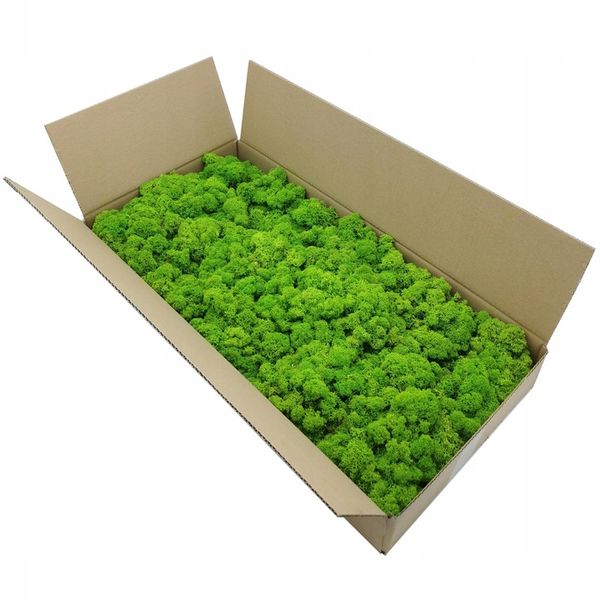 Mech chrobotek dekoracyjny 3 KOLORY zdjęcie 4