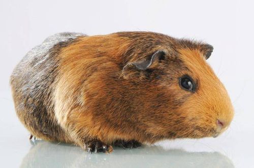 MC - Miska dla psa 13 cm, Petware Cane na Arena.pl