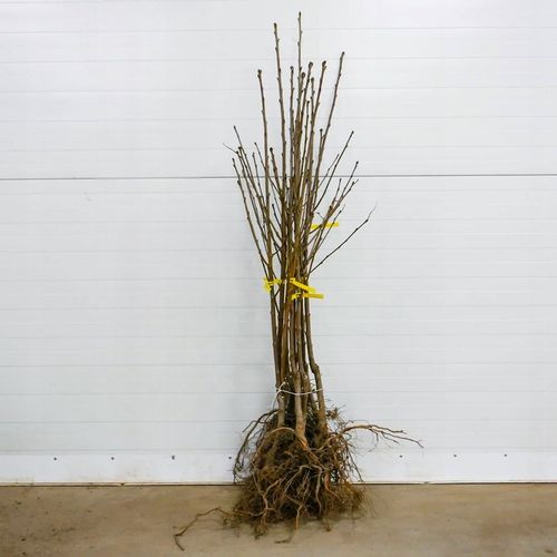 DRZEWKA OWOCOWE CZEREŚNIA TAMARA NAJWIĘKSZE SŁODKIE OWOCE SADZONKI na Arena.pl