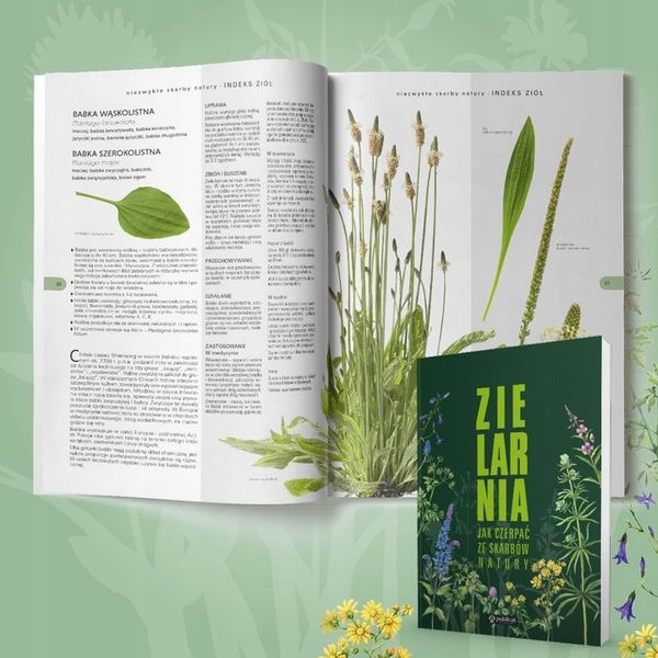 Wszystko o ZIOŁACH i ich zastosowaniu ZIELARNIA zdjęcie 2