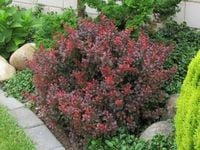 Berberys ATROPURPUREA NANA Bordowa miniatura C2