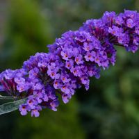 Budleja Dawida 'Nanho Blue' Fioletowa (Buddleja davidii) 2.0L