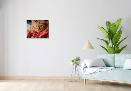 Obraz 50x40cm Mruczący Spokój na Arena.pl