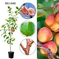 Morela Orange bardzo wczesne dojrzewanie 100-150 cm