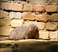 Tło Flat Lay do fotografii produktowej kulinarnej