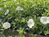 Million Bells White Calibrachoa BIAŁY sadzonki