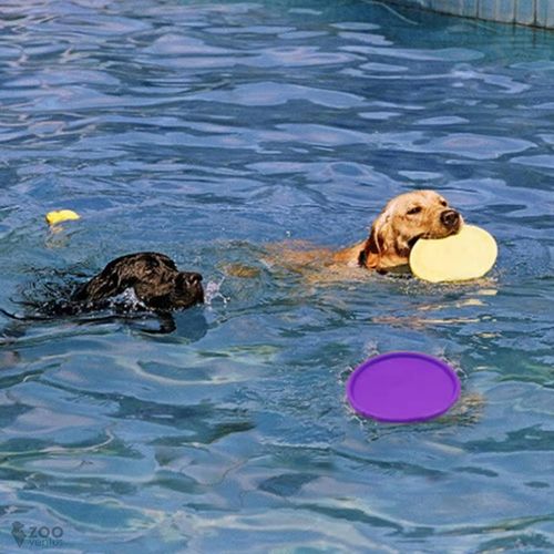 Zestaw 3x DYSK DO RZUCANIA APORTOWANIA FRISBEE GRYZAK zabawka dla psa na Arena.pl