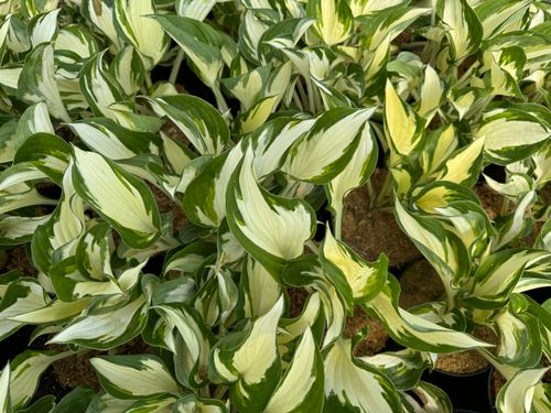 Funkia Hosta 'Fire and Ice'  Biało Zielone Liście Doniczka 2.0L na Arena.pl