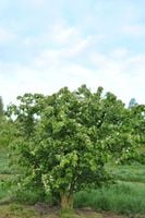 P14 PIGWA POSPOLITA CYDONIA OBLONGA DUŻE OWOCE 130-150 CM