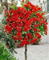 Róża szczepiona na pniu odporna na mróz