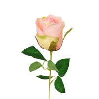 Róża pojedyncza jasny róż cieniowana