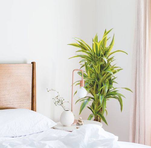 DRACENA LEMON LIME 65cm na Arena.pl