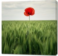Obraz 90x90cm Samotny Mak na Polu