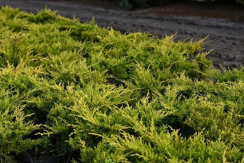 Jałowiec mieszańcowy Gold Coast - Juniperus ×pfitzeriana na Arena.pl