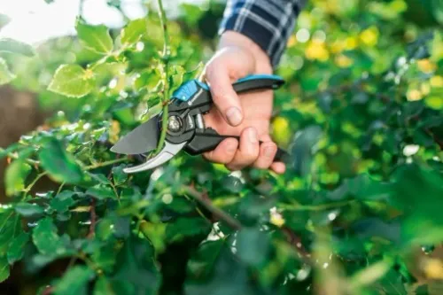 Sekator Nożyce Ręczne Ogrodowe do Gałęzi Ostre na Arena.pl