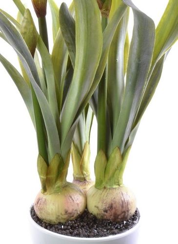 Amarylis drzewko na Arena.pl