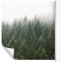 Fototapeta Las we Mgle Drzewa Natura do Sypialni 368cm x 254cm