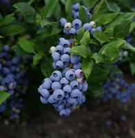 product-compare-61675518