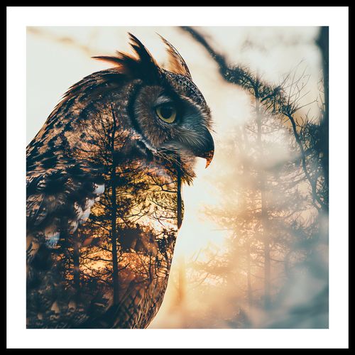 Plakat 70x70cm Sowi Duch na Arena.pl