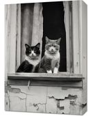 Obraz 50x70cm Para w Oknie