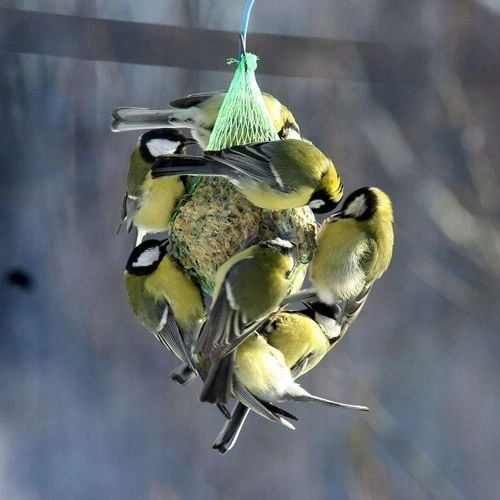 Kule tłuszczowe dla Dzikich Ptaków 100szt PL90-100 na Arena.pl