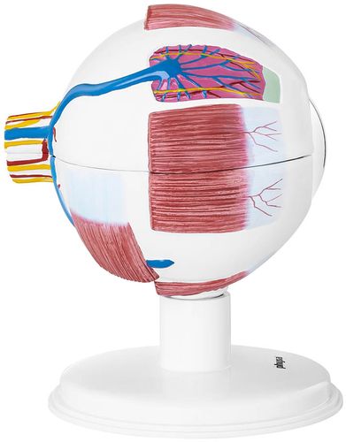 Oko - model anatomiczny Physa PHY-EB-1 na Arena.pl