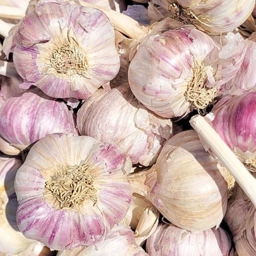 CZOSNEK HARNAŚ ozimy polskie główki mocny aromat (ZBIÓR 2025) ZIMOWY na Arena.pl