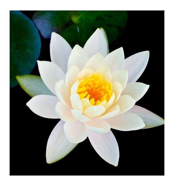 Yodeyma Junsui Woda Perfumowana Dla Mężczyzn 100ml zdjęcie 4