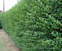LIGUSTR POSPOLITY  Ligustrum vulgare - NASIONA 4000 sztuk - 100g