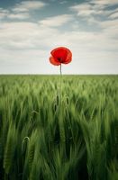 Plakat 53x81cm Samotny Mak na Polu