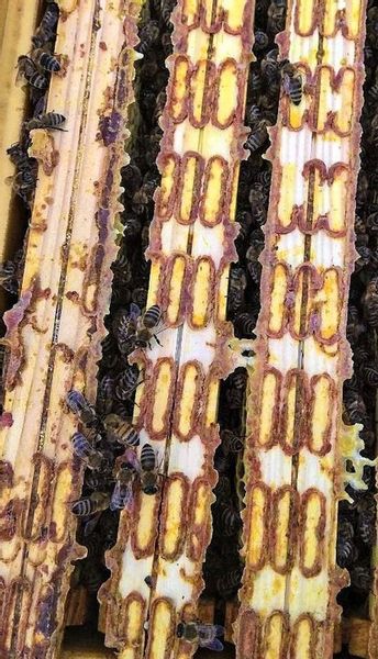 Propolis, kit pszczeli 100g PAKOWANY TERMICZNIE zdjęcie 3