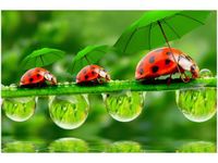 60X40CM BIEDRONECZKI OBRAZ