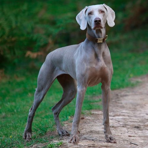 Obroża dla psa Blue z metalową klamrą rozmiar XS na Arena.pl
